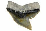 Fossil Tiger Shark (Galeocerdo) Tooth - Bone Valley, Florida #299504-1